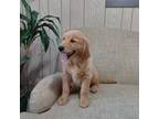 Golden Retriever Puppy for sale in Nappanee, IN, USA