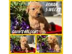 Golden Retriever Puppy for sale in Saint John, IN, USA