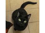 Adopt Chase a Domestic Short Hair