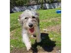 Adopt Frank a Terrier, Mixed Breed