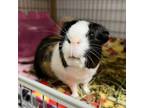 Adopt Thing Two a Guinea Pig