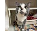 Adopt Archibald the Wise a Domestic Short Hair