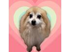 Adopt Jumanji a Pomeranian