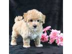 Poodle (Toy) Puppy for sale in Manheim, PA, USA
