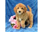 Goldendoodle Puppy for sale in Manheim, PA, USA