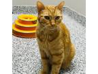 Adopt Thatcher a Domestic Short Hair