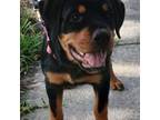 Rottweiler Puppy for sale in Greenacres, FL, USA