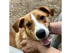 Adopt Button - 32 lb FAMILY PUP! a Beagle, Terrier