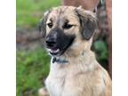 Adopt Rooney a Mixed Breed