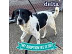 Adopt Delta a Mixed Breed