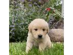 Golden Retriever Puppy for sale in Stewartville, MN, USA