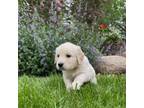 Golden Retriever Puppy for sale in Stewartville, MN, USA