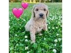 Goldendoodle Puppy for sale in Goldsboro, NC, USA