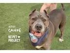 Adopt Canoe a Pit Bull Terrier, Mixed Breed