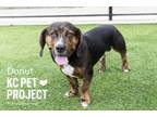 Adopt Donut a Basset Hound, Mixed Breed