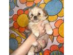 Mutt Puppy for sale in New York, NY, USA