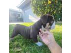 Bulldog Puppy for sale in La Mirada, CA, USA