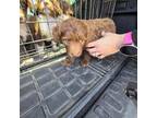 Aussiedoodle Puppy for sale in Weatherford, TX, USA