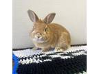 Adopt Clover - Claremont Location *By Appointment* a American