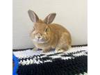 Adopt Clover - Claremont Location a American