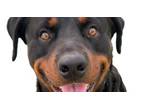 Adopt Lobrowski a Rottweiler