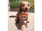 Adopt Charlie a Catahoula Leopard Dog, American Staffordshire Terrier