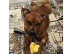 Adopt Red a American Staffordshire Terrier
