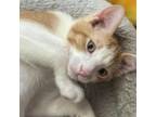 Adopt Will Turner a Domestic Short Hair