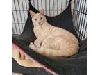 Adopt Scotch a Domestic Short Hair