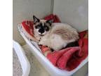 Adopt Drizzy a Snowshoe, Domestic Short Hair