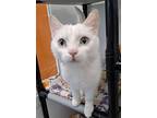 Adopt Salt a Domestic Short Hair