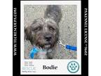 Adopt Bodie 050424 a Basset Hound, Shih Tzu