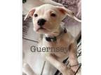 Adopt Guernsey (Cow Puppies 2024) a Pit Bull Terrier, American Staffordshire