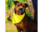 Adopt Opie JuM a Rottweiler, Mixed Breed