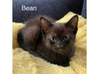 Adopt Bean a Domestic Short Hair