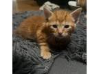 Adopt Colonel Mustard a Domestic Short Hair