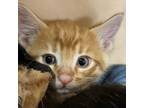 Adopt Alvin a Domestic Short Hair