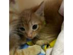 Adopt Theodore a Domestic Short Hair