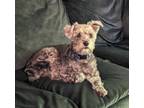 Adopt Cody a Yorkshire Terrier, Bichon Frise