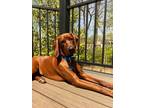 Adopt Mavvy Maverick a Redbone Coonhound