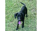 Adopt Timmy a Labrador Retriever