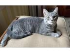 Adopt MIDDLE MIST RED a Domestic Short Hair