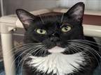 Adopt JAY a Domestic Medium Hair