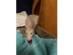 Adopt TYRELL a Rat