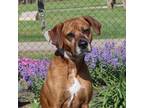 Adopt OSCAR a Boxer