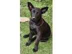 Adopt Spoonbills a Australian Cattle Dog / Blue Heeler, Shepherd