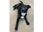 Adopt Burple a Cattle Dog, Labrador Retriever