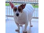 Adopt Cupid a Parson Russell Terrier, Mixed Breed