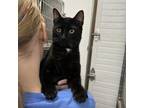 Adopt Drex a Domestic Short Hair