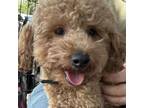 Adopt Benny a Poodle